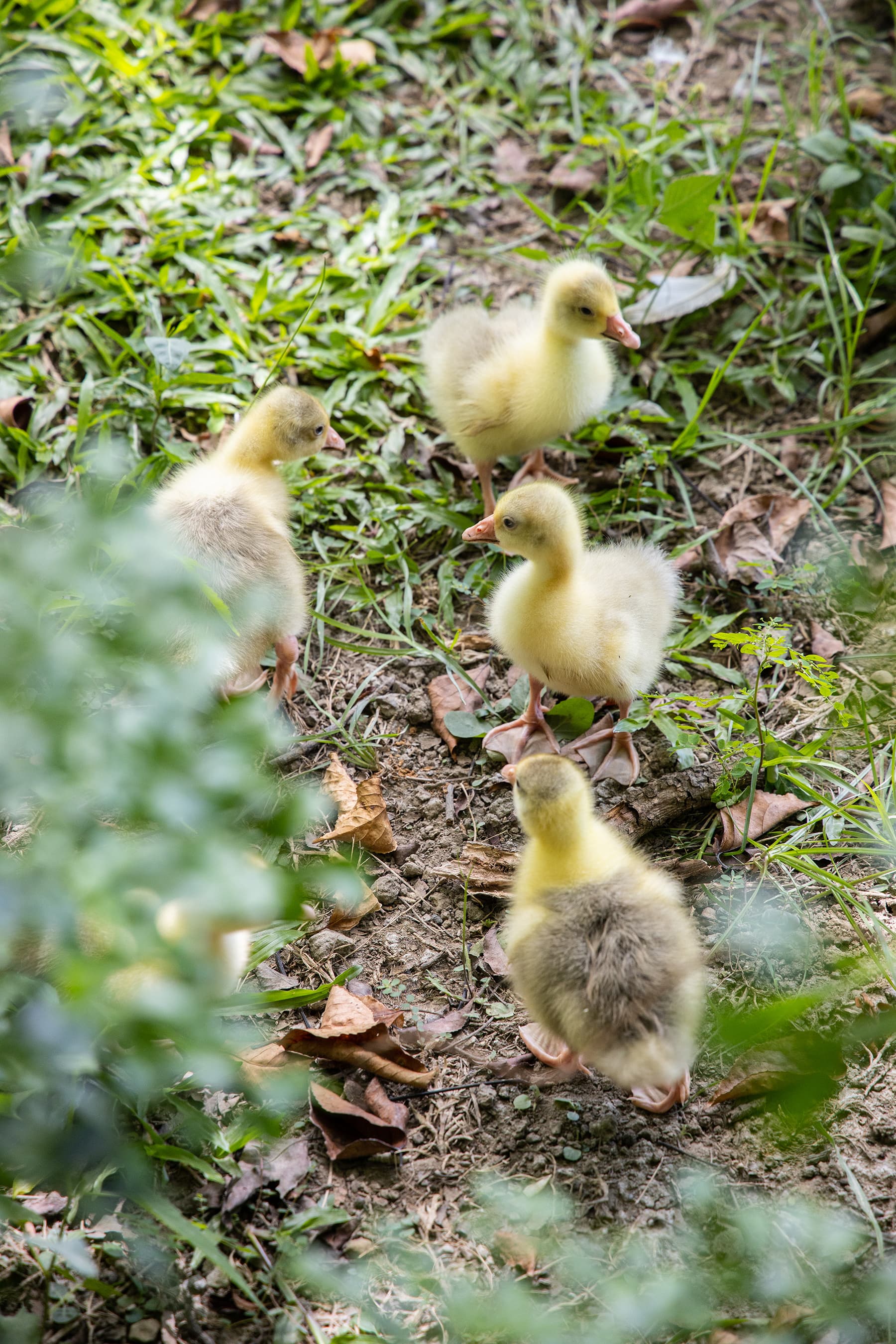新竹公園麗池湖畔，時常能看見小鴨、小鵝出沒於池岸邊。 