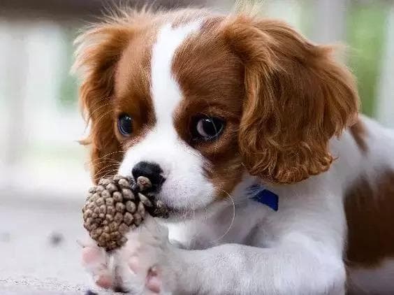 查理士王小獵犬源於西班牙,屬玩賞型的小狗,因為英王查理王一世的寵愛而因此命名。(翻攝自頭條號)