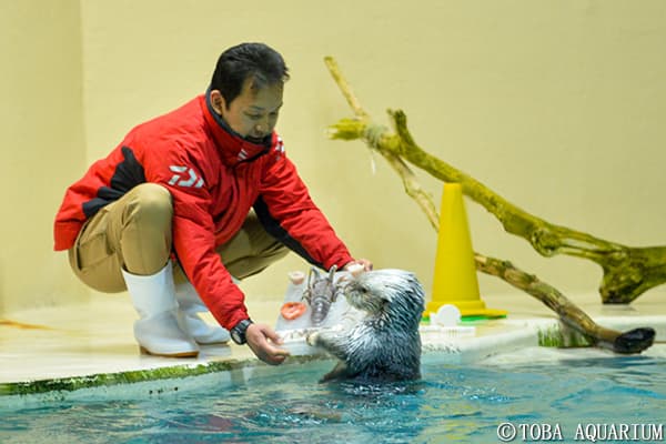 Mei在水池邊接受表揚。(翻攝自鳥羽水族館官網)