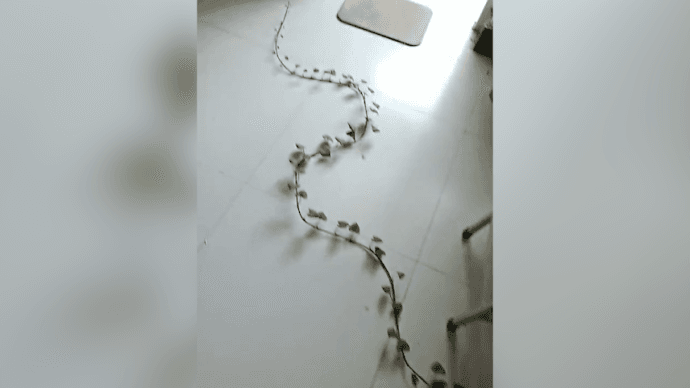 被遺忘在宿舍紙箱內的番薯,為了求生,努力長出藤蔓向陽台爬。(翻攝微博)