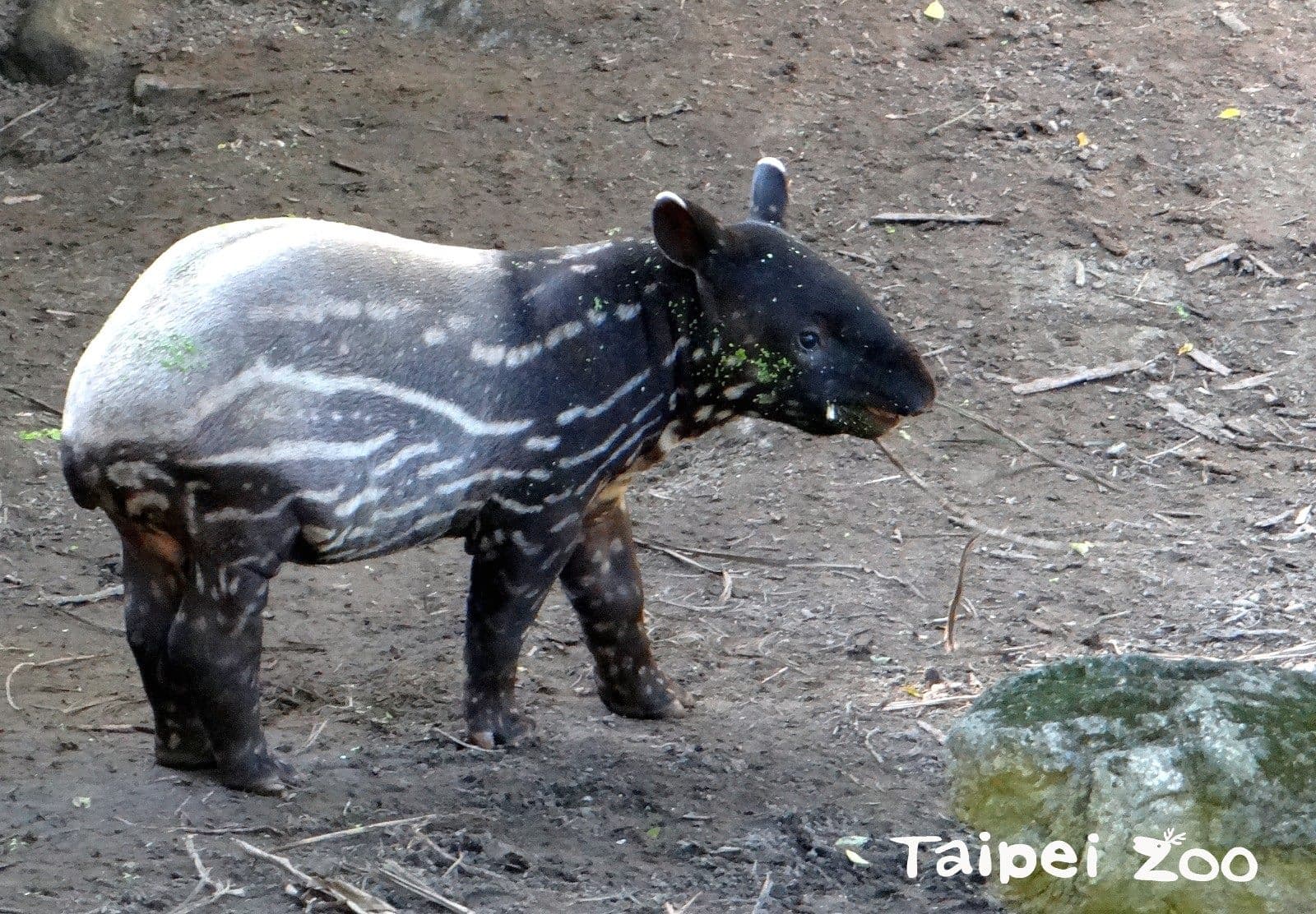 貘豆已滿3個月大,已逐漸變為成年毛色。(翻攝台北市立動物園官網)
