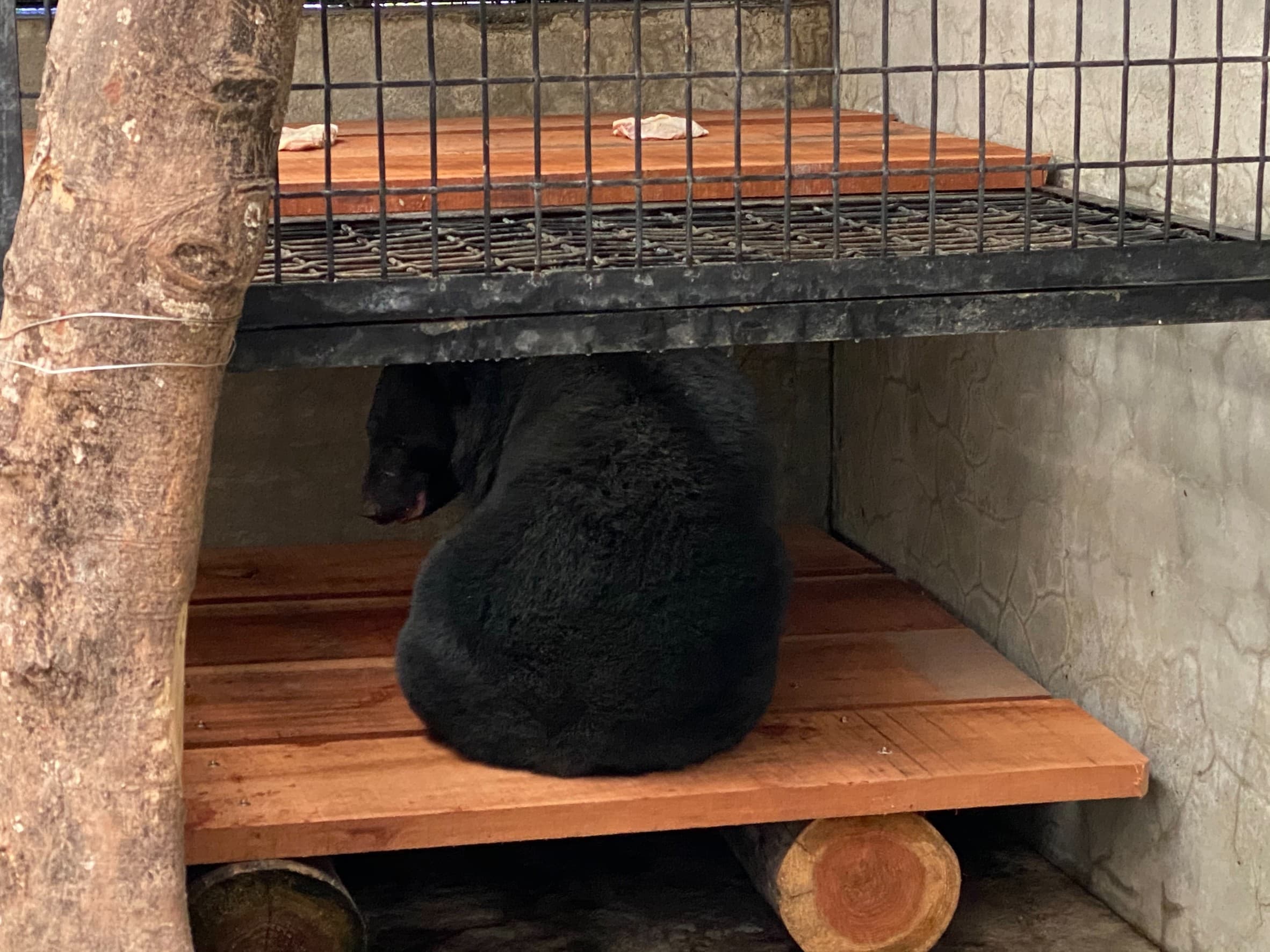 受困的台灣黑熊為年輕母熊個體,目前在屏科大保育類野生動物收容中心治療及短時間照養,待其完全復原後再野放至適合之棲地。(翻攝自台東林管處官網)