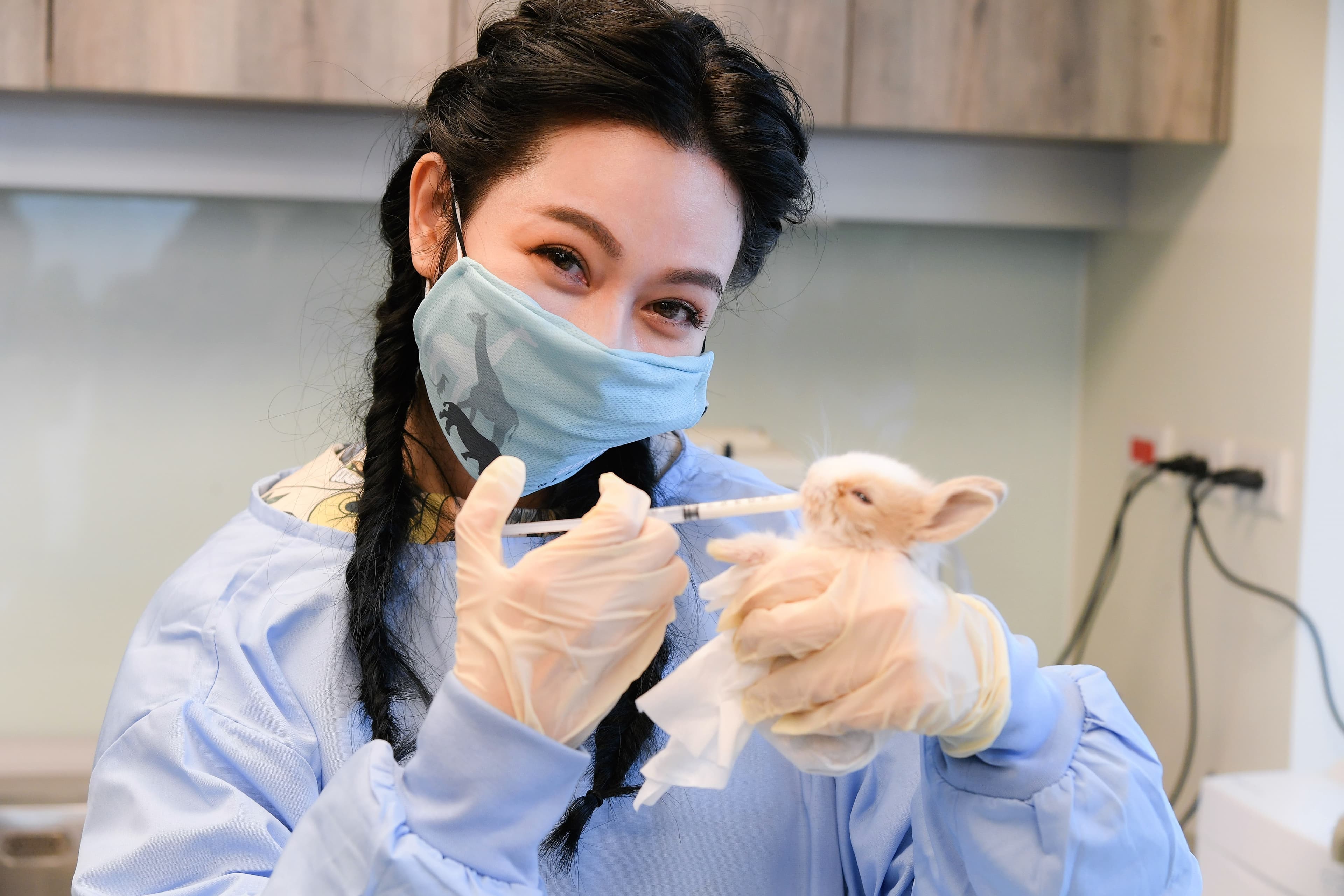 曾莞婷嘗試替剛出生的荷蘭侏儒兔餵奶。（三立提供）