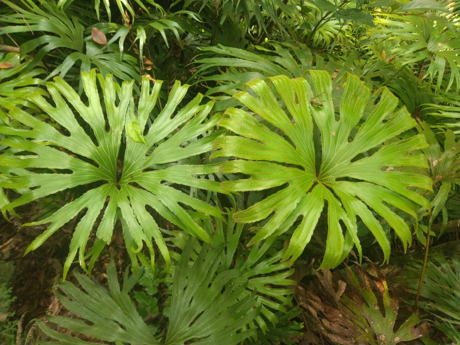 全世界珍稀蕨類植物「雙扇蕨」。