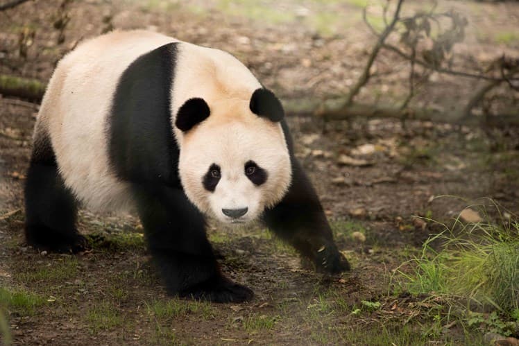 公貓熊「陽光」非常漂亮可愛。(翻攝edinburghzoo官網)
