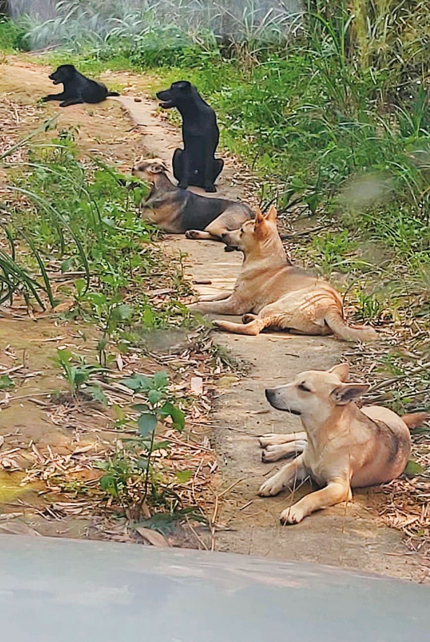 新竹縣動物收容所將容納不下的流浪狗載往山區野放,遭愛狗人士指控作法冷血、粗糙。(讀者提供)