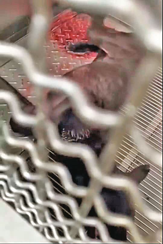 愛狗人士指控新竹縣動物收容所放任受傷的流浪狗躺在血泊中,未積極治療。(讀者提供)