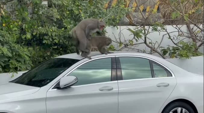 獼猴在車上激情「運動」,讓車主看傻眼。(翻攝自爆廢公社公開版)