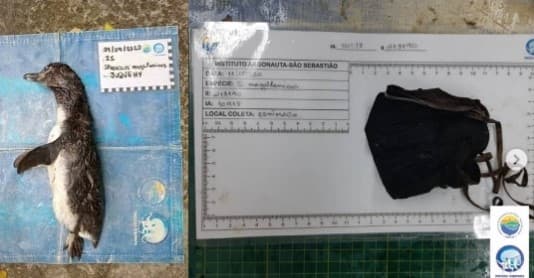 巴西還有保育人士在死去企鵝屍體胃裡發現人類亂丟棄的口罩。(翻攝自institutoargonauta IG)