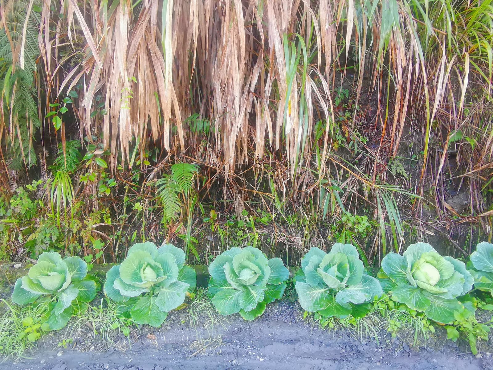 萬榮林道上可愛的路邊高麗菜,應為台電工作人員所種植。