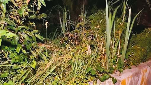 當年檳榔西施遭焚屍處,如今雜草叢生。