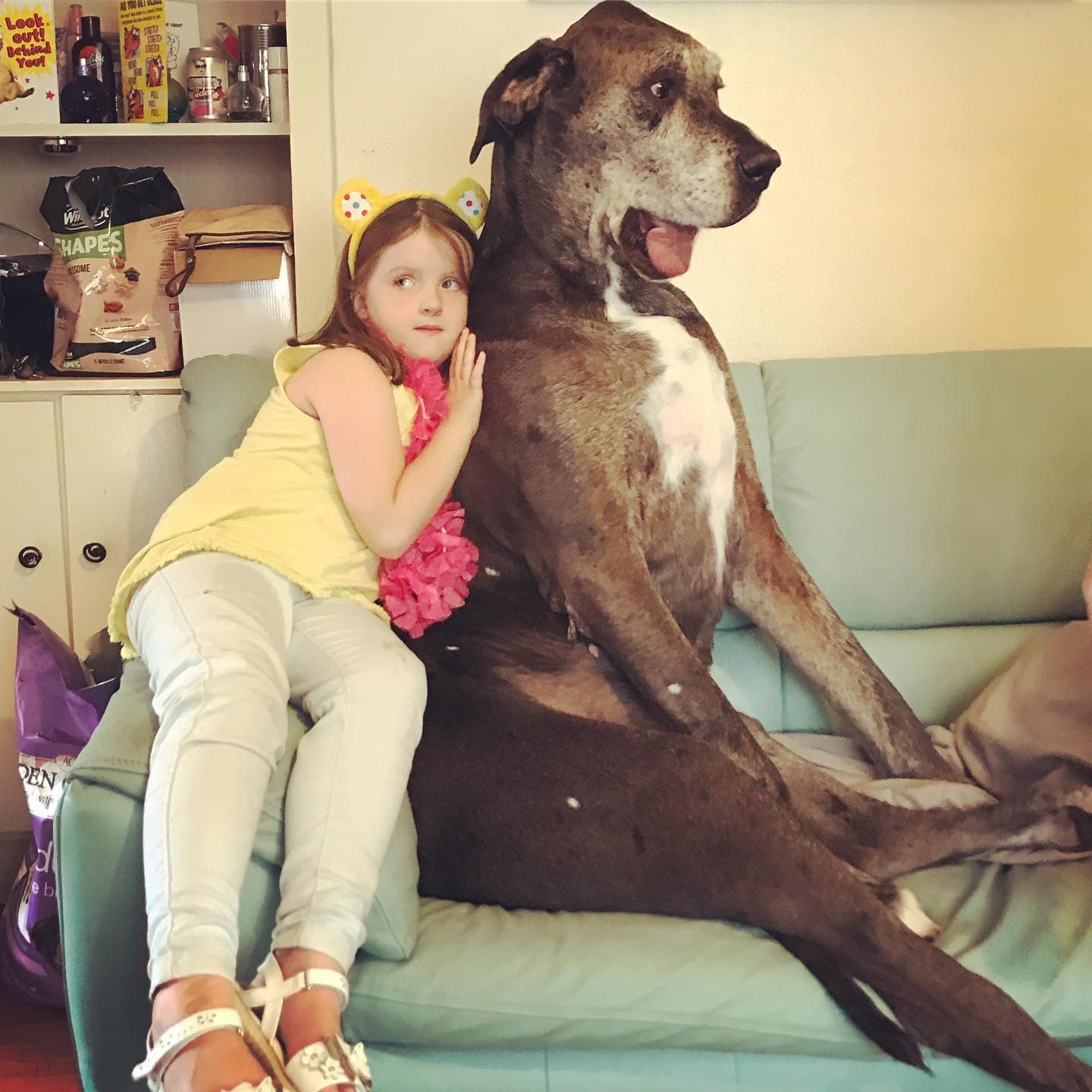 佛萊迪善解人意,最喜歡與人擁抱。(翻攝Freddy The Worlds Tallest Dog臉書)