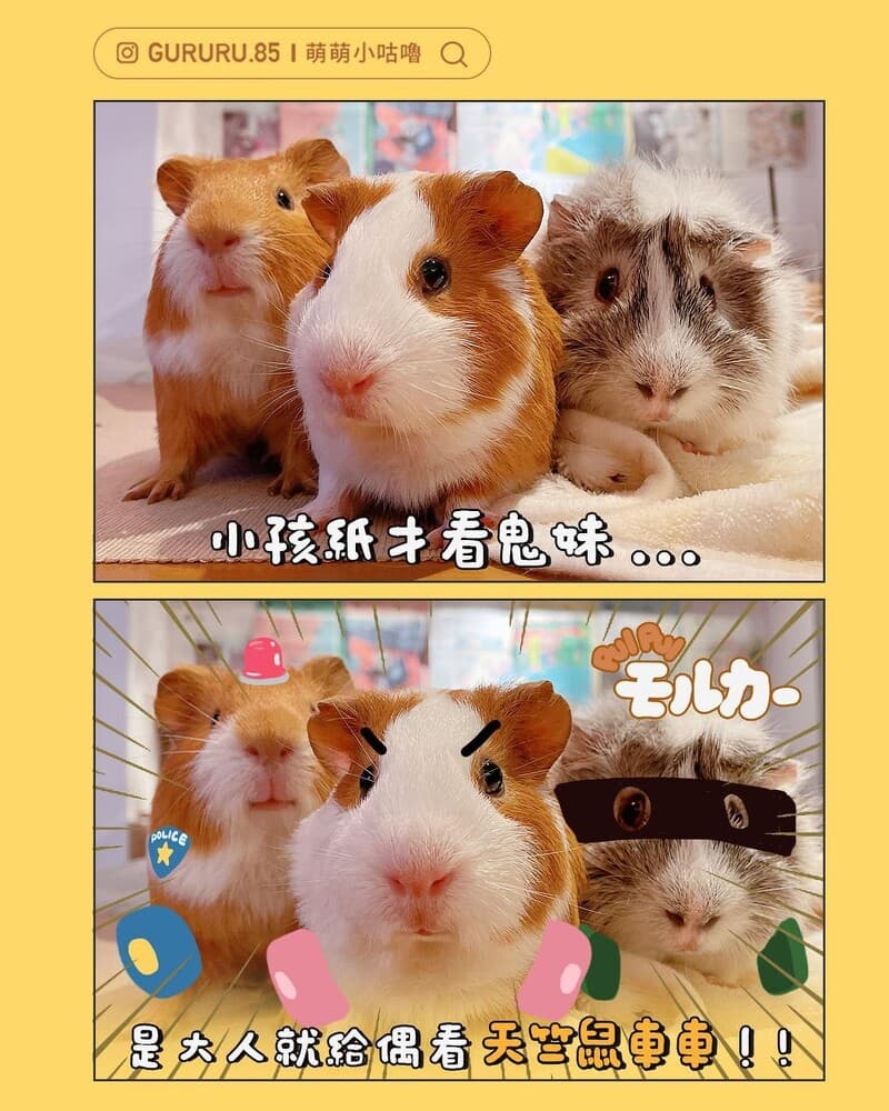 飼主「萌萌小咕嚕」的真鼠版天竺鼠車車。(翻攝自IG萌萌小咕嚕)
