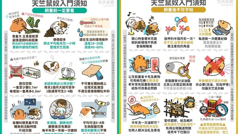天竺鼠飼養不易,飼主分享天竺鼠入門須知。(翻攝自IG天天好萌天竺鼠華生與夏洛克)