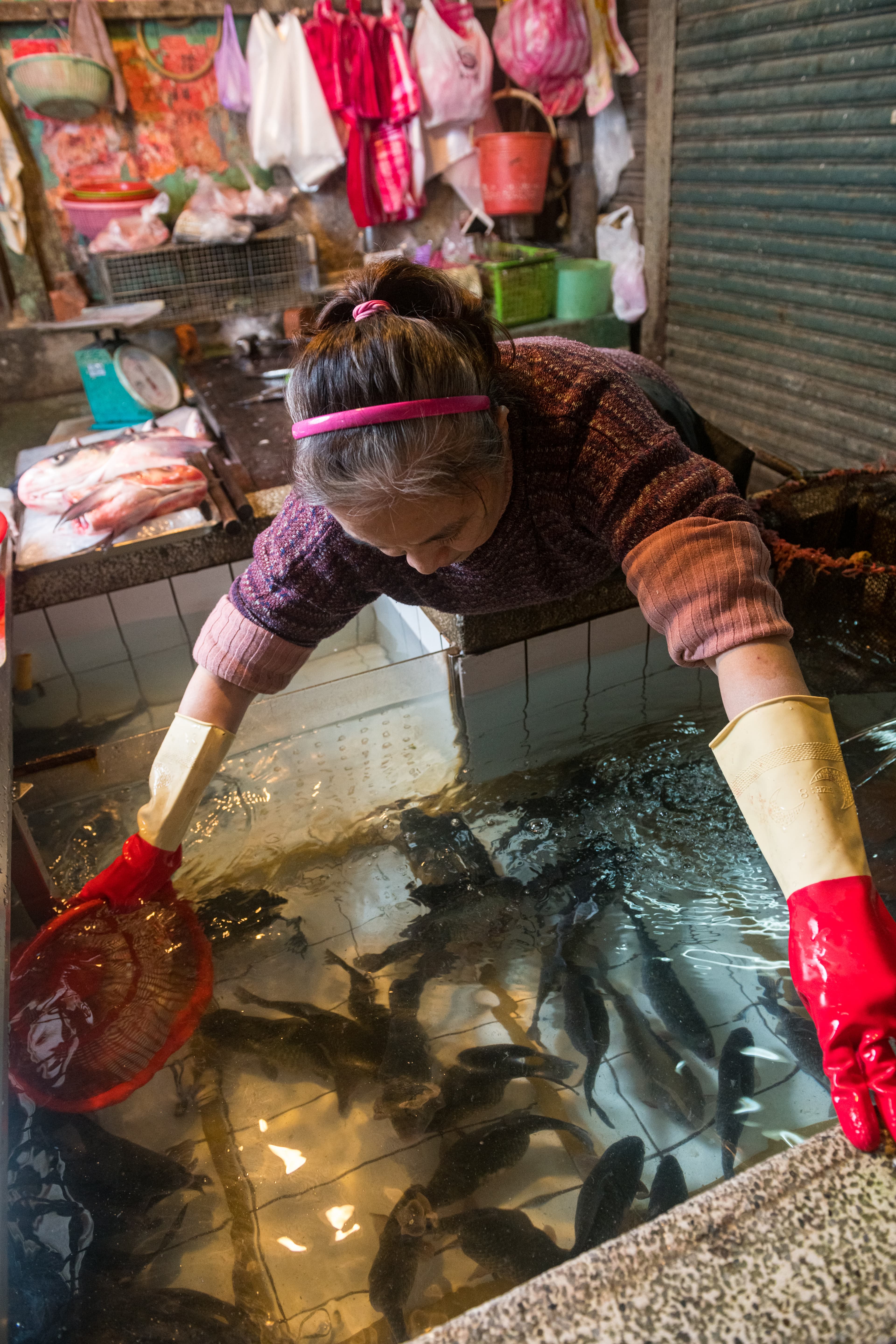 來自石門水庫、台南等地的活魚養在攤頭水槽，現點現殺活跳跳。