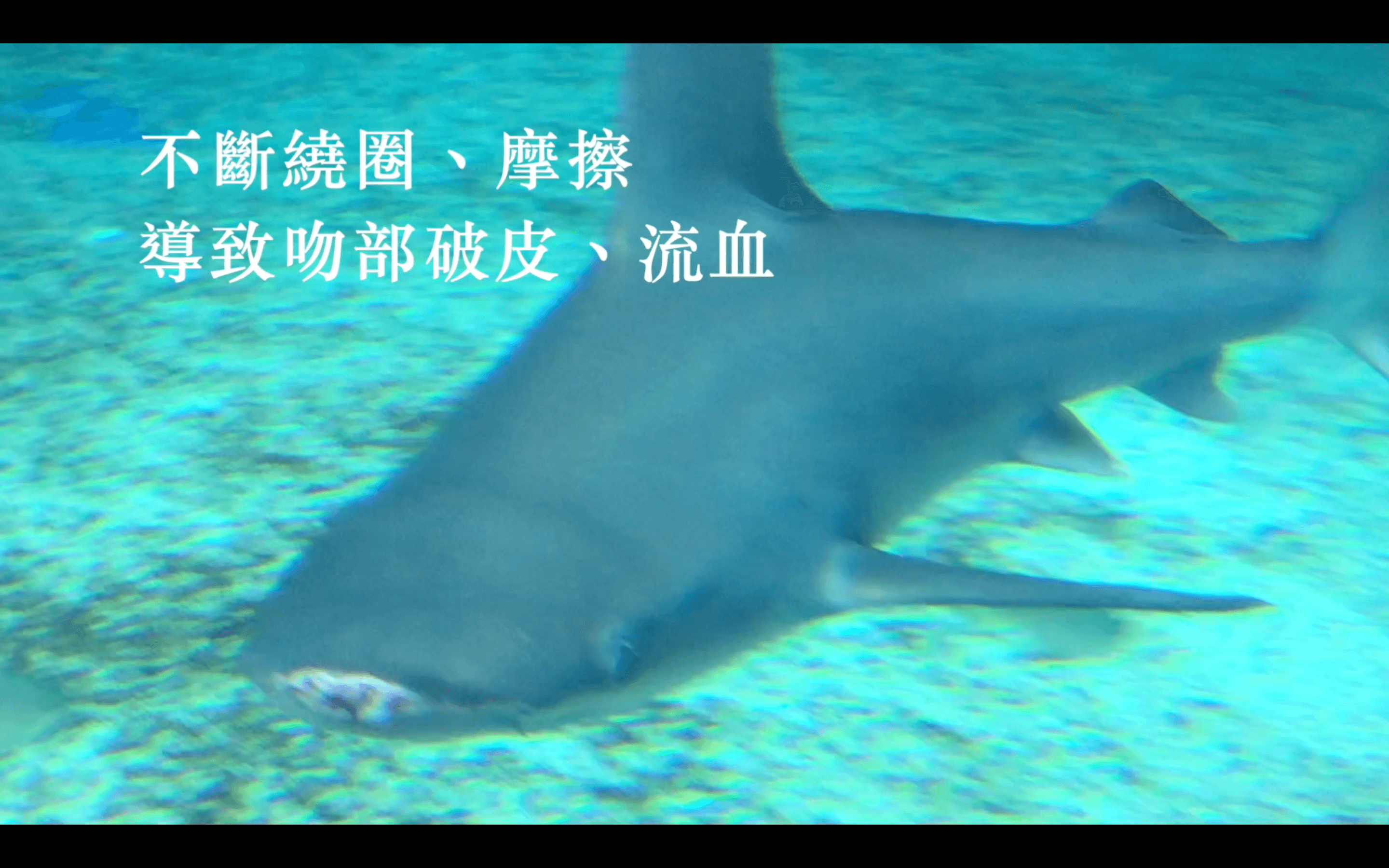 館內鯊魚吻部受傷。(翻攝自台灣防止虐待動物協會臉書)