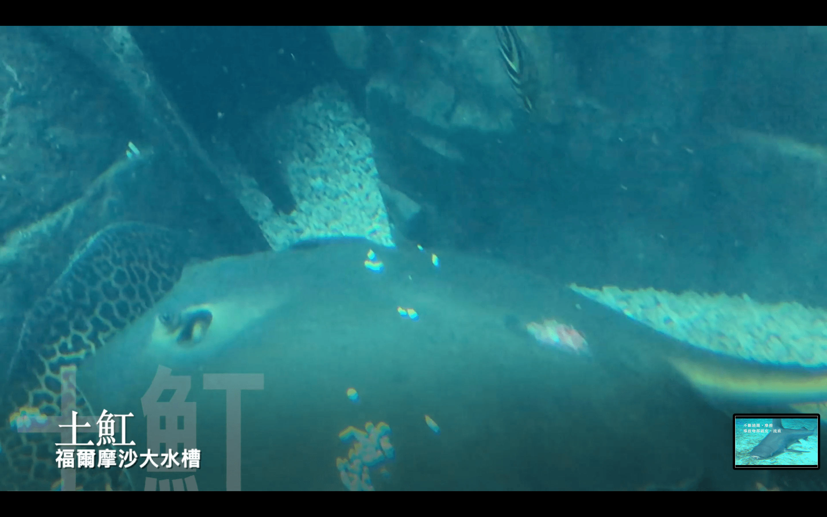 魟魚背部及尾部皆嚴重潰爛且遭池內小魚啃咬。(翻攝自台灣防止虐待動物協會臉書)