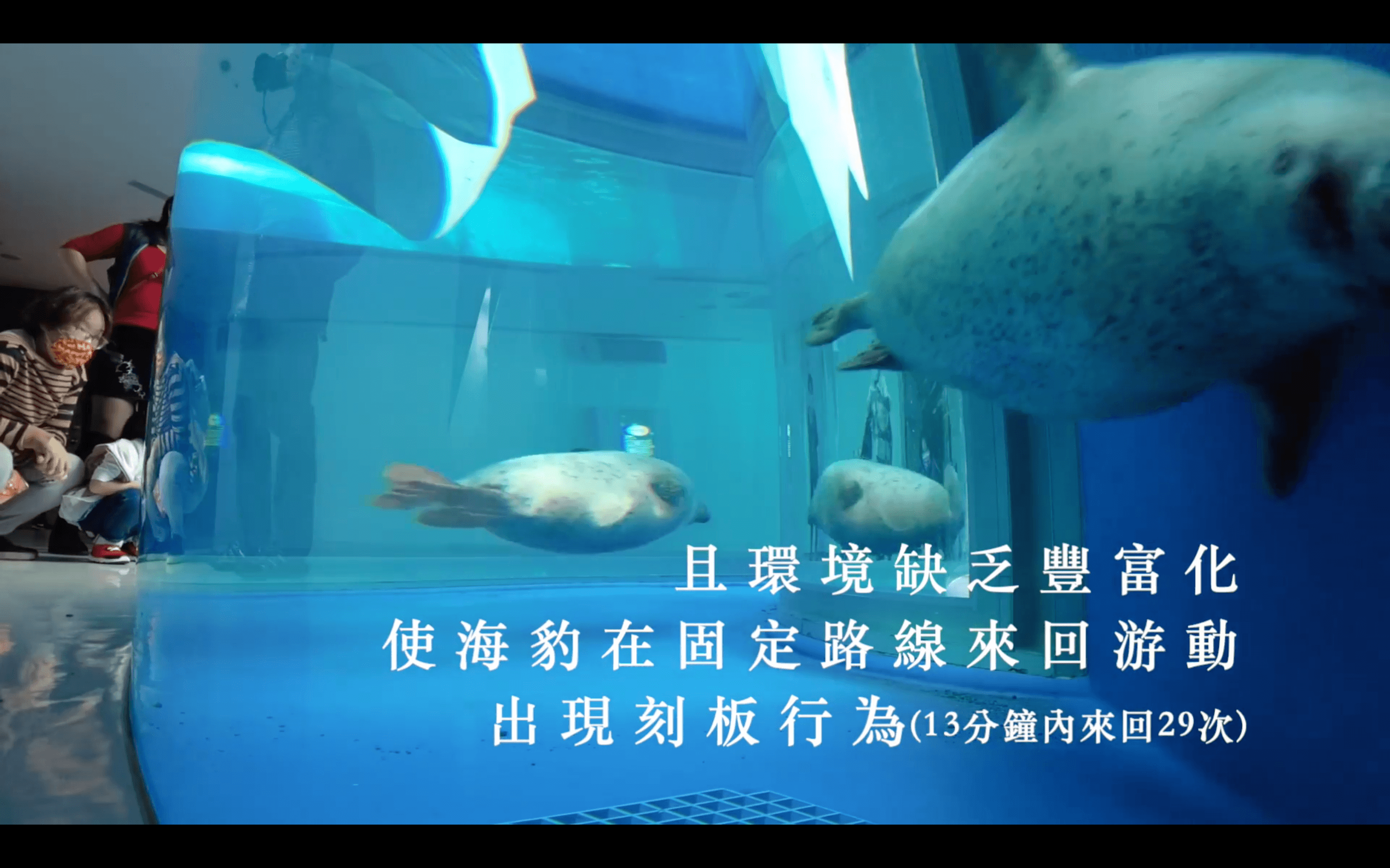 海豹活動空間不足、環境缺乏變化。(翻攝自台灣防止虐待動物協會臉書)