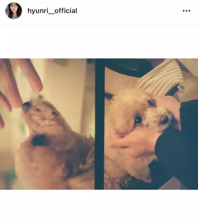 玄理的IG上曾貼出一張「男人手」捧著自家寵物犬的照片，雙手的主人被懷疑就是町田啟太。（翻攝自推特）