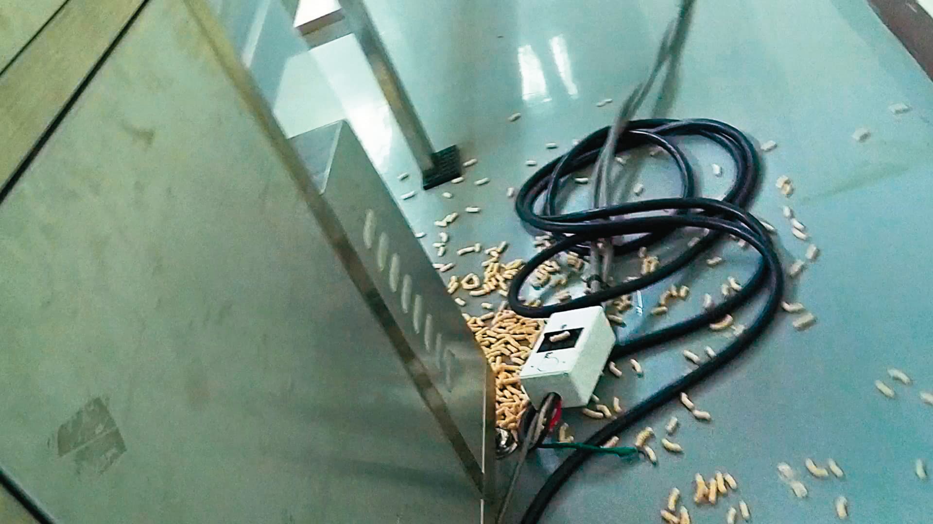 廠房內大量寶寶米餅散落在地板上,引來蟑螂、老鼠四處流竄。(讀者提供)