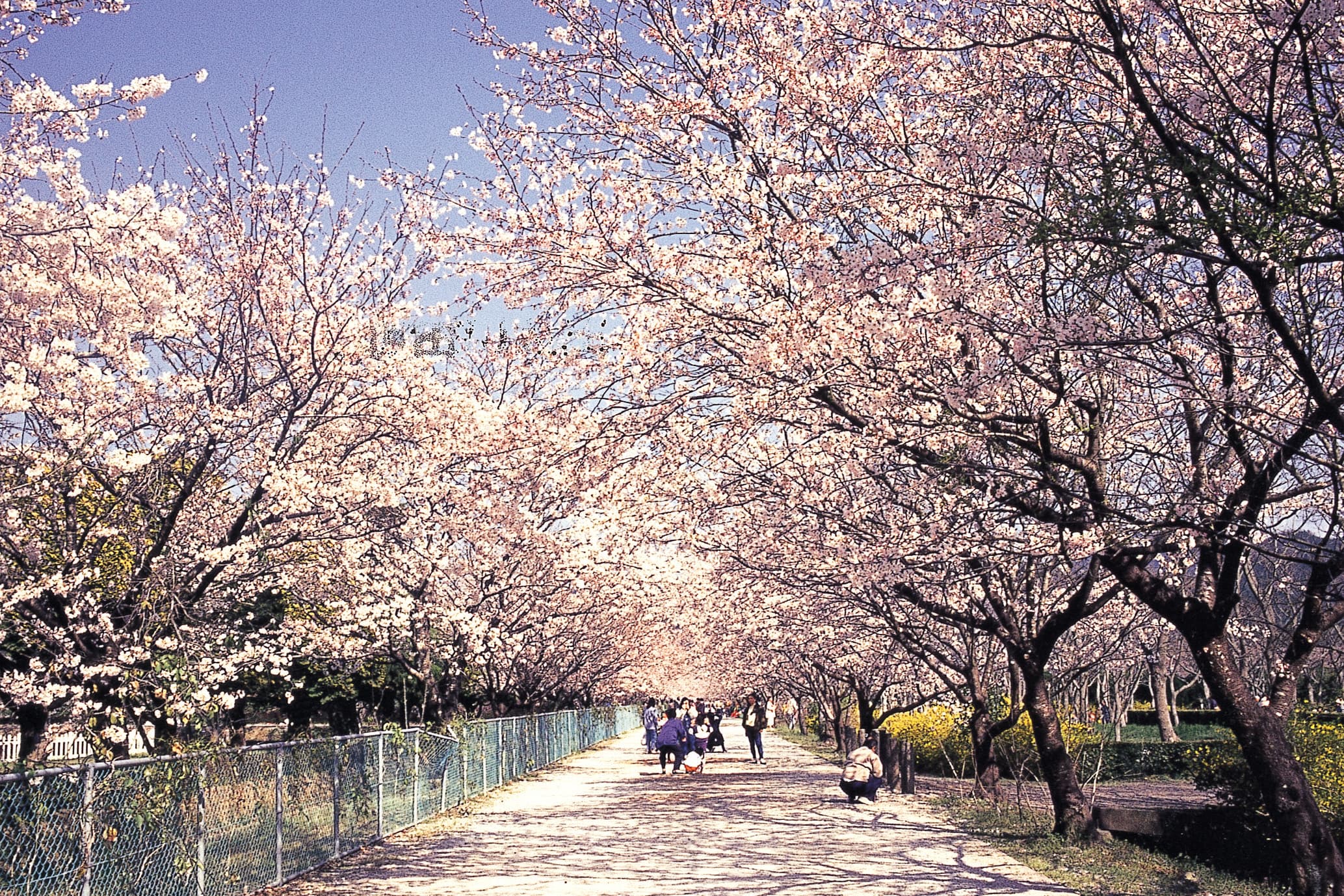 鏡野公園的櫻花隧道長達200公尺。(日本高知縣提供)