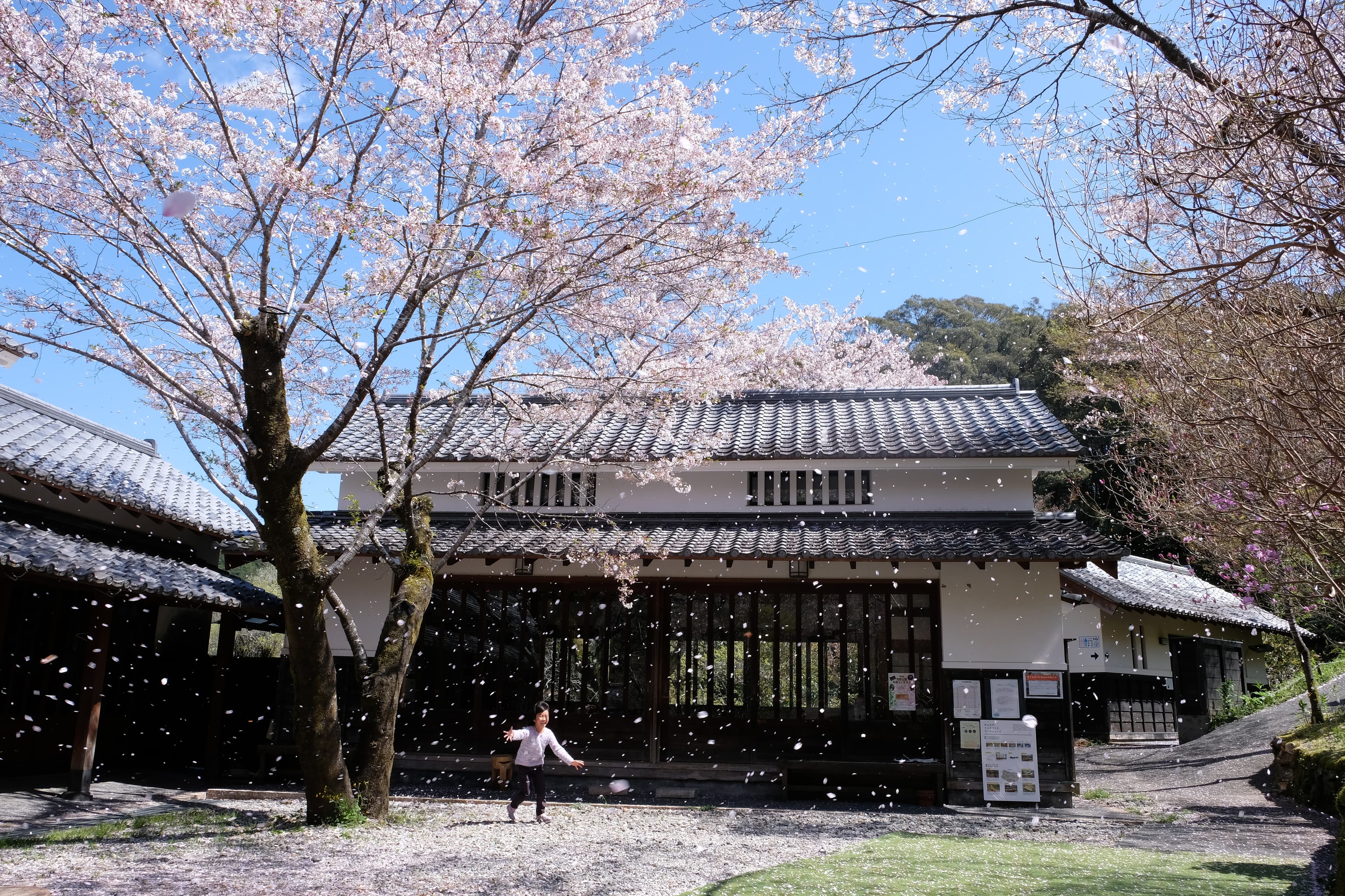 佐川町櫻花開在歷史酒造旁，氛圍幽靜。（日本高知縣提供）