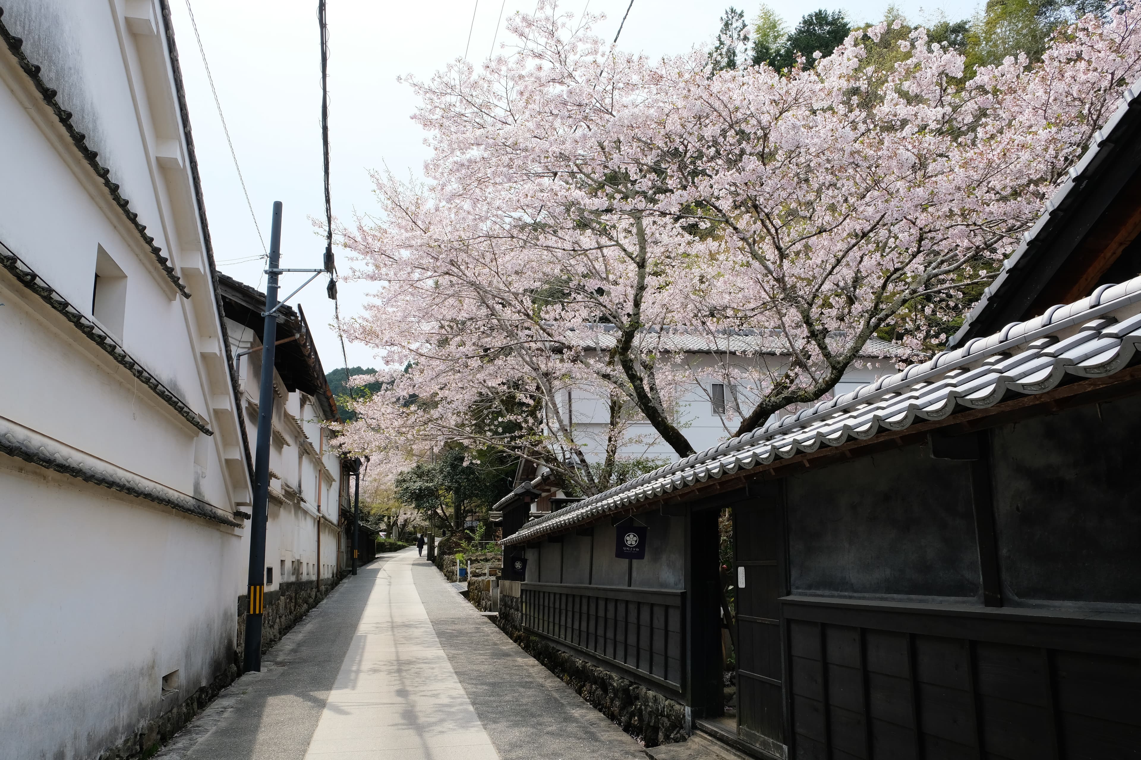 不妨循著巷弄尋找櫻花的蹤影。（日本高知縣提供）