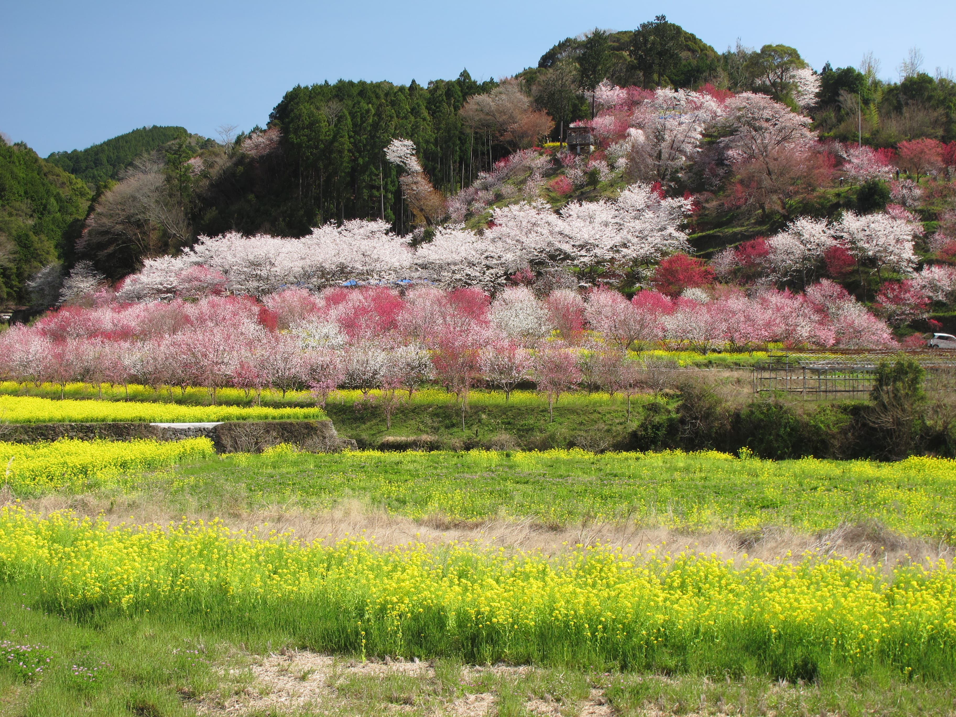 西川花公園可欣賞到花桃和油菜花。（日本高知縣提供）