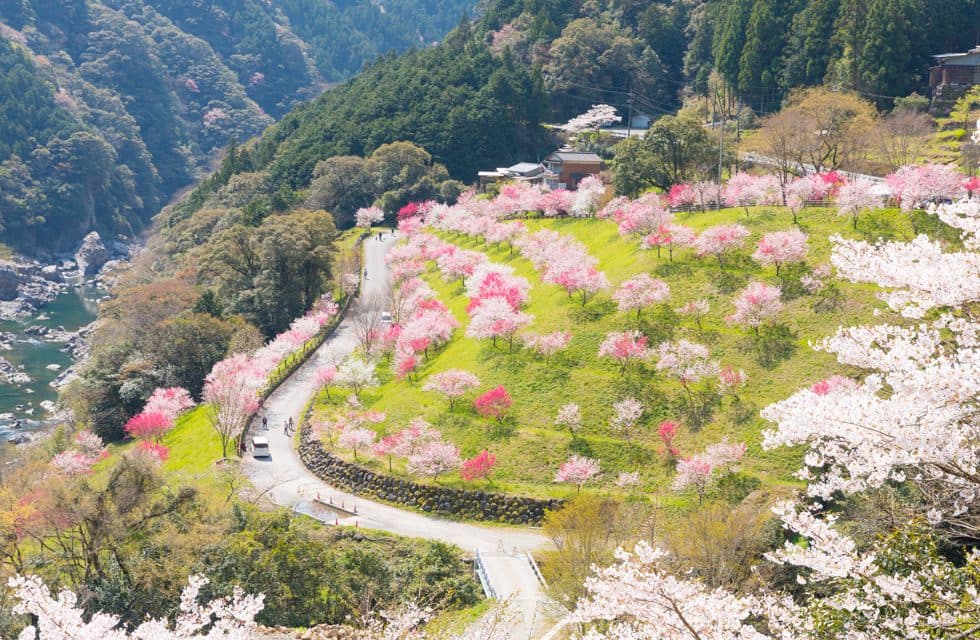 引地橋花公園的花桃祕境也很讓人著迷。(日本高知縣提供)