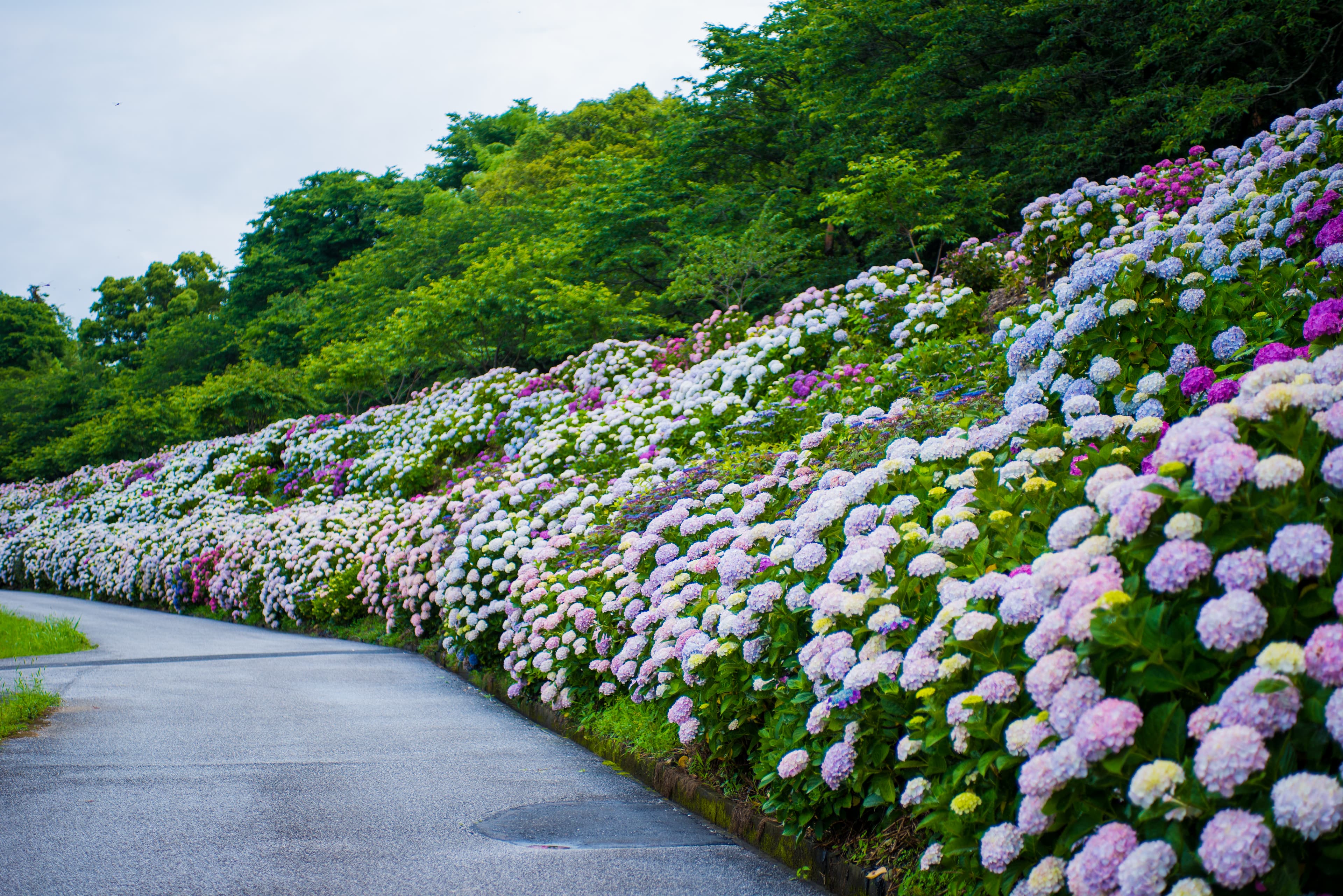 綿延1.2公里的繡球花道。(日本高知縣提供)