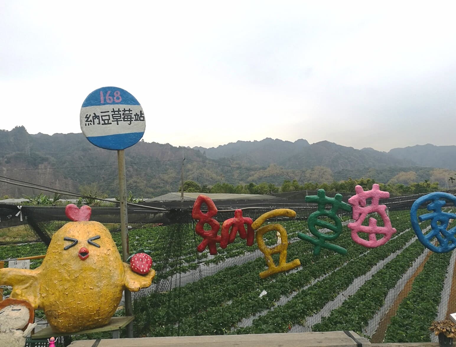 南投國姓鄉有著許多家草莓園,其中「納豆無毒草莓園」充滿童趣的招牌相當吸睛。(林春旭攝)