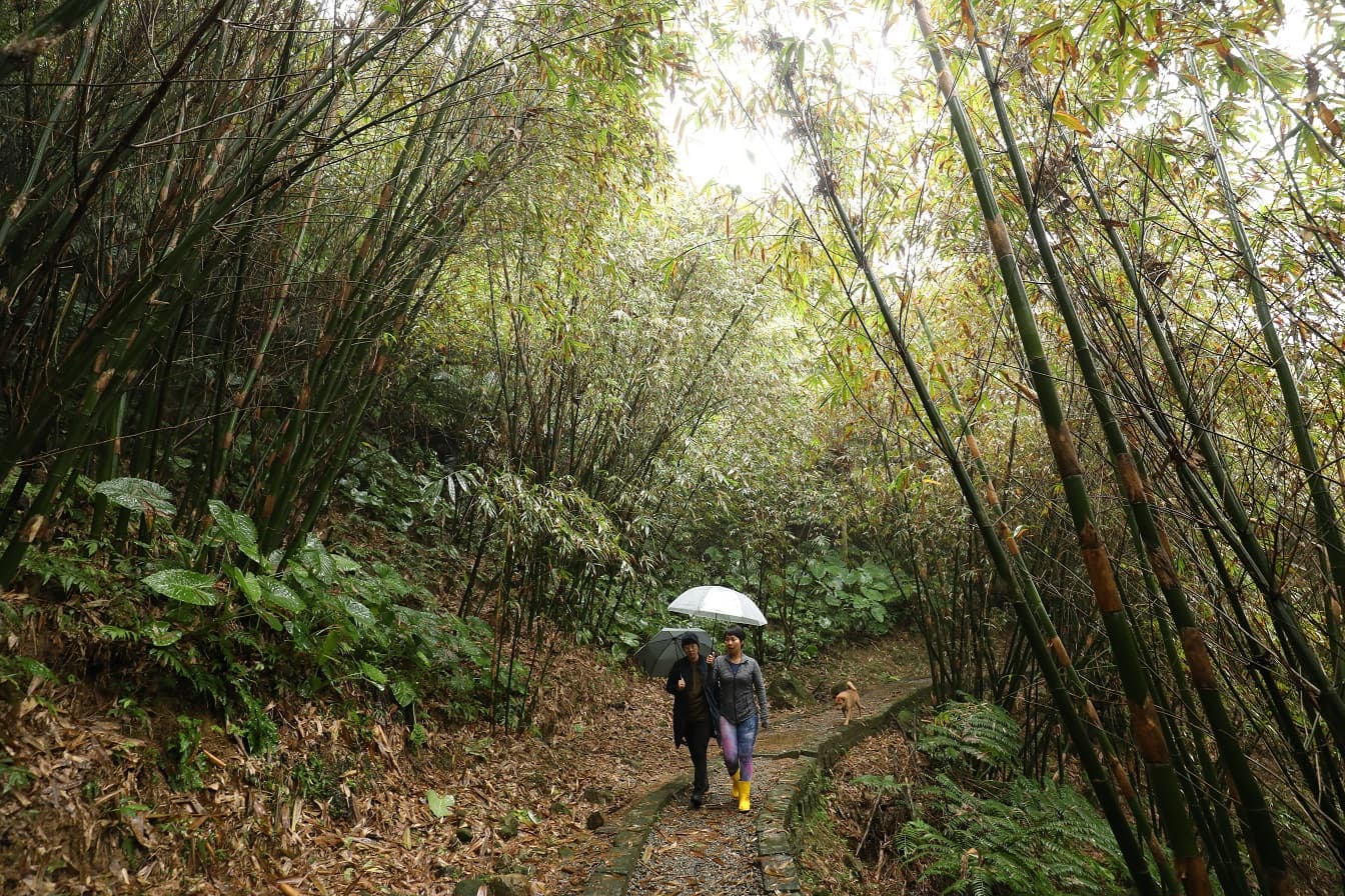 走上前往三貂嶺三層瀑的道路，非常清幽。