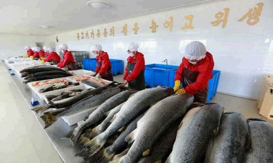清津市附近的養殖所自2007年來,一直在培育大西洋鮭魚。(翻攝朝鮮經貿文化情報 DPRK臉書)