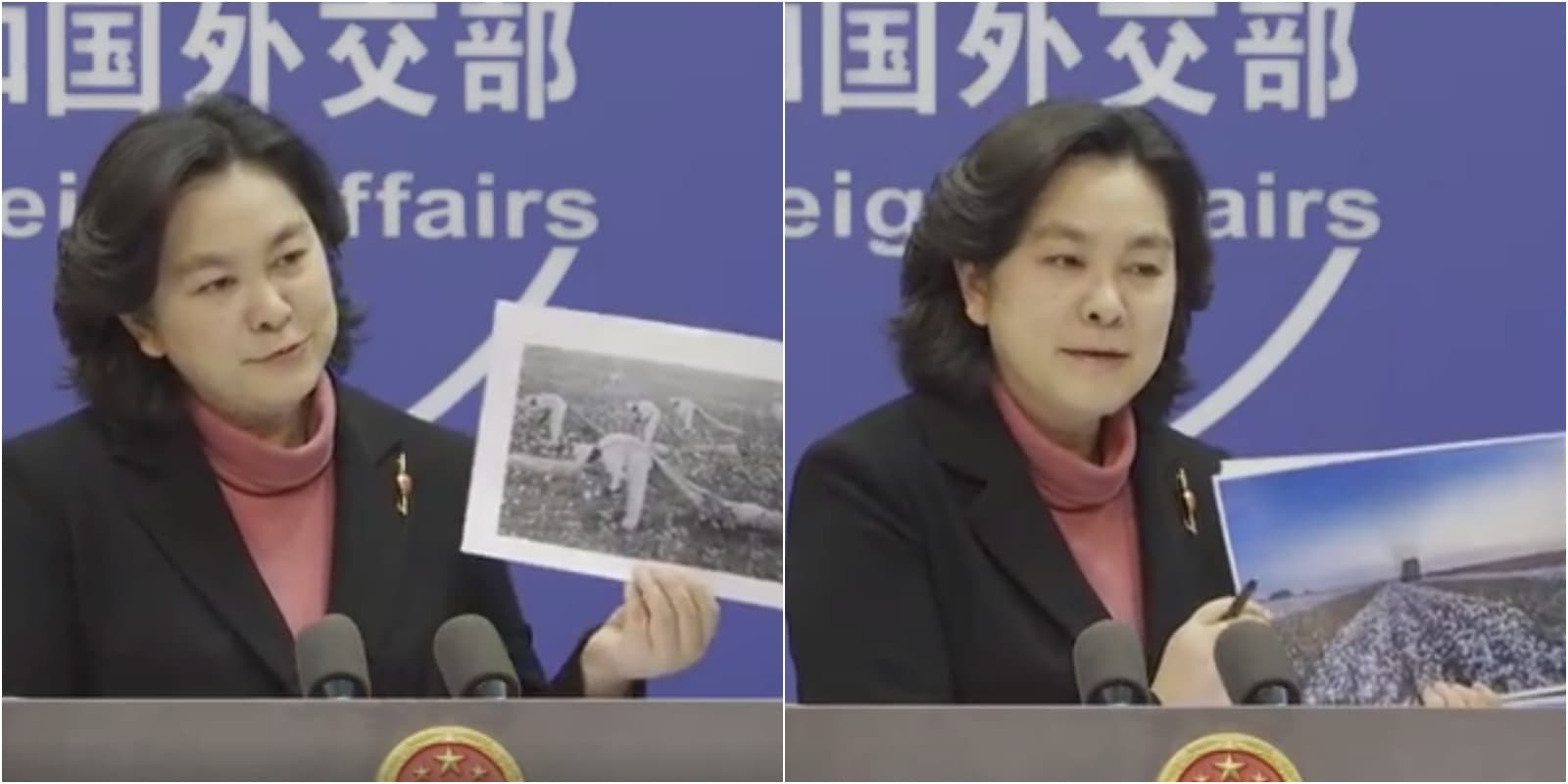 中國外交部發言人華春瑩拿出美國黑人採棉花與新疆棉花田的照片,反擊西方國家指控。(翻攝自新華社微博)