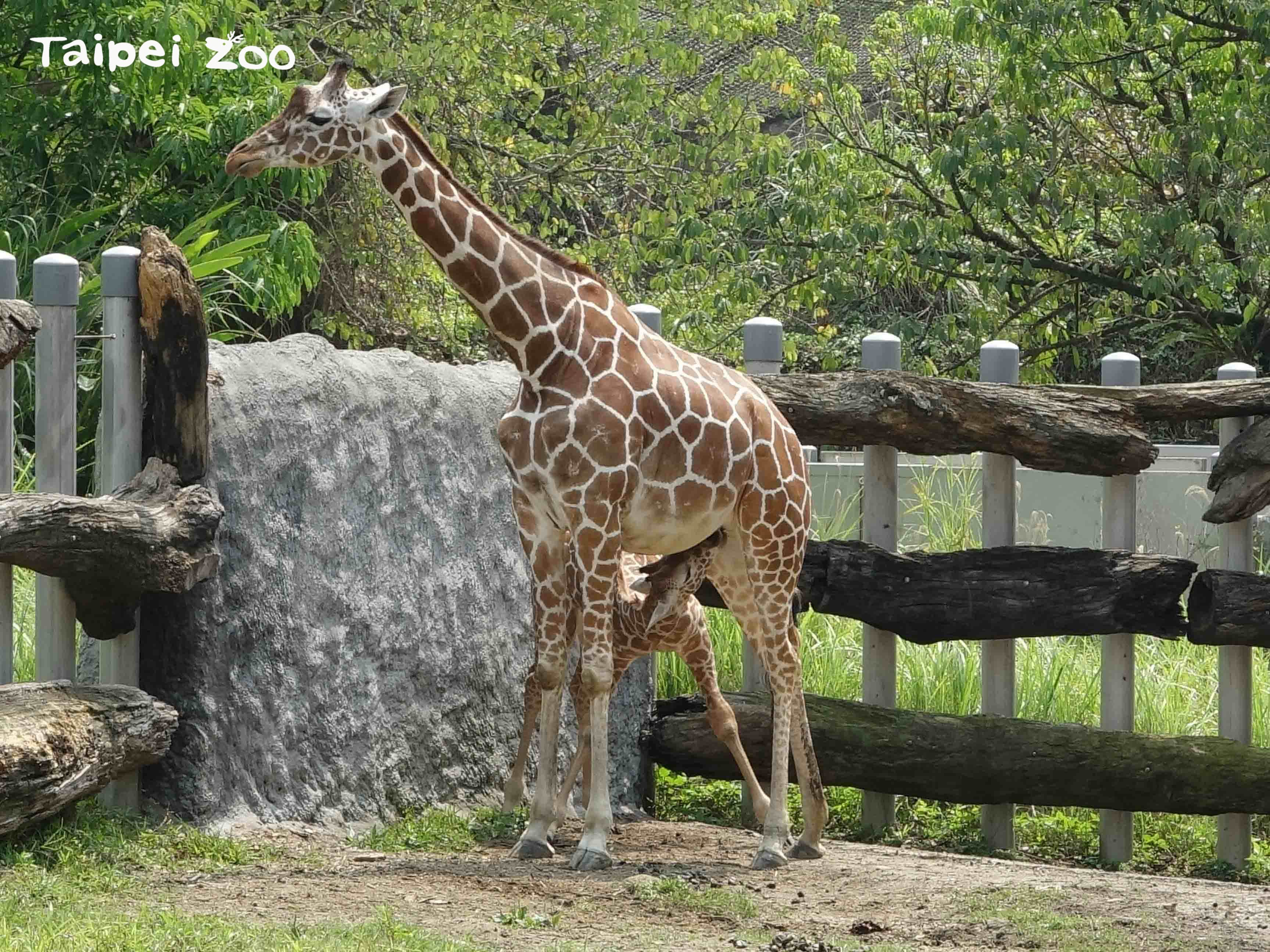 麥芽目前仍以母乳為主要營養來源。(台北市立動物園提供)