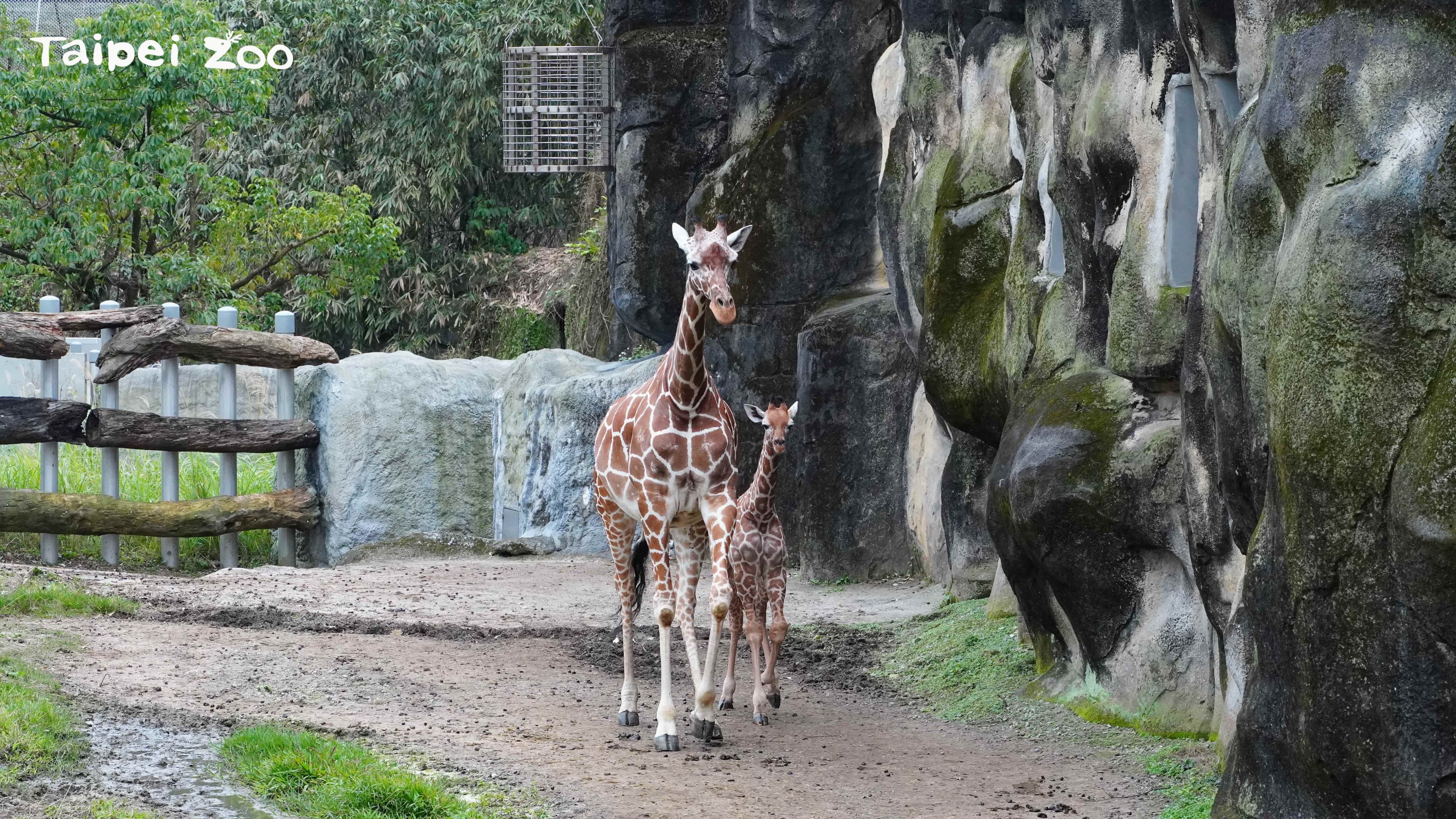 麥芽(右)是媽媽小麥的第二個寶寶。(台北市立動物園提供)