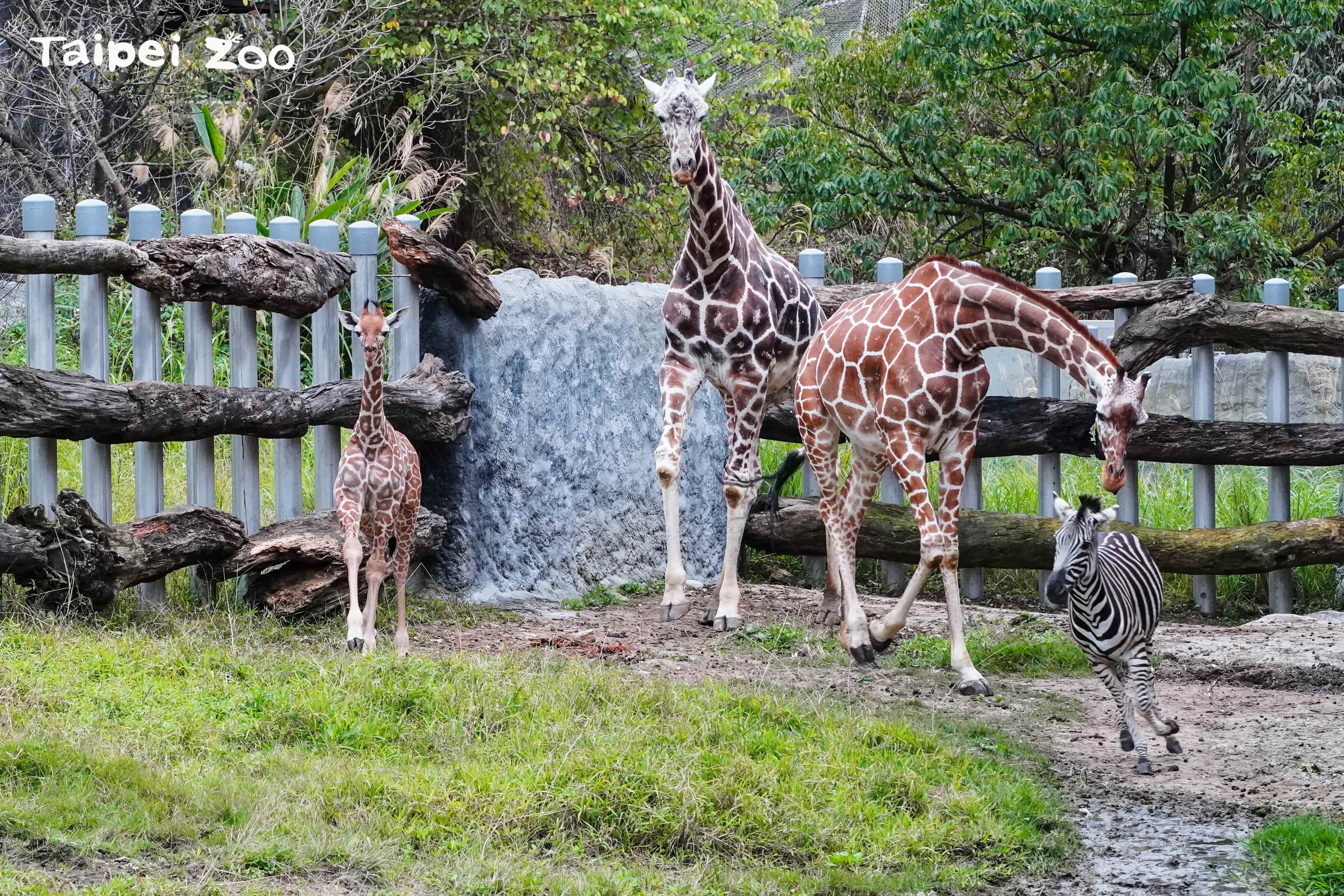 民眾現在可以在非洲動物區看到麥芽。(台北市立動物園提供)