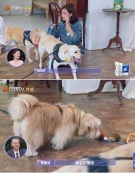 蕭亞軒是愛犬人士,在豪宅家中養了多條狗,想不到這次其中一隻「弟弟」突然發狂,咬傷她與男友。(翻攝自芒果TV)