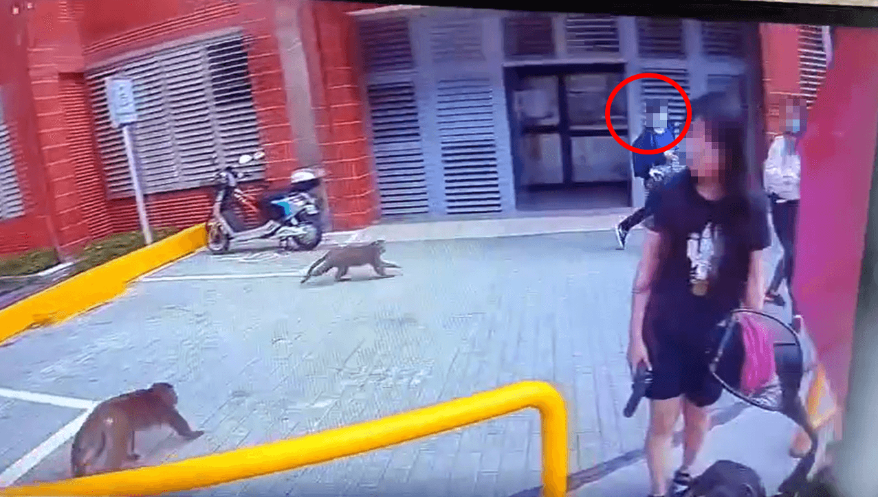一旁手拿食物的女大生，被2隻獼猴追趕，獼猴搶到食物才善罷甘休。（翻攝「爆廢1公社」）