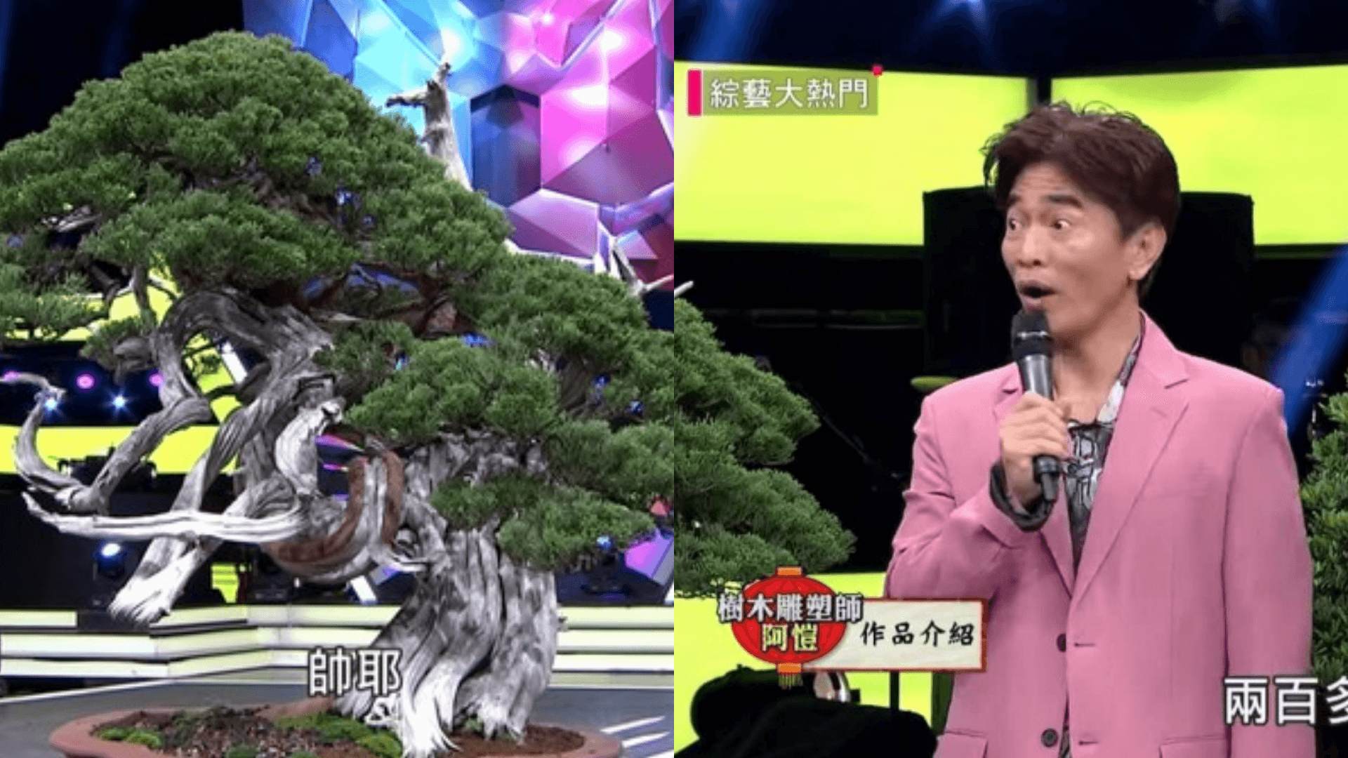 綜藝節目現場曾搬來百年樹齡的真柏,驚人身價讓吳宗憲也大吃一驚。(翻攝自綜藝大熱門YouTube)