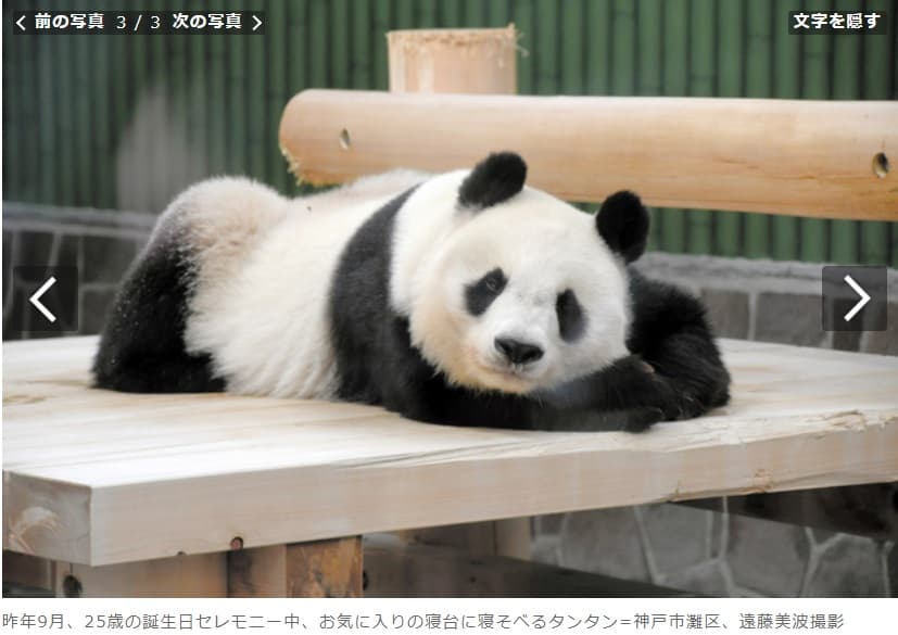旦旦去年9月度過25歲生日。(翻攝朝日新聞網站)
