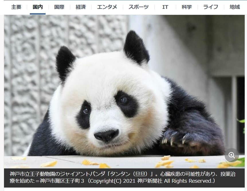旦旦十分可愛。(翻攝日本Yahoo網站)