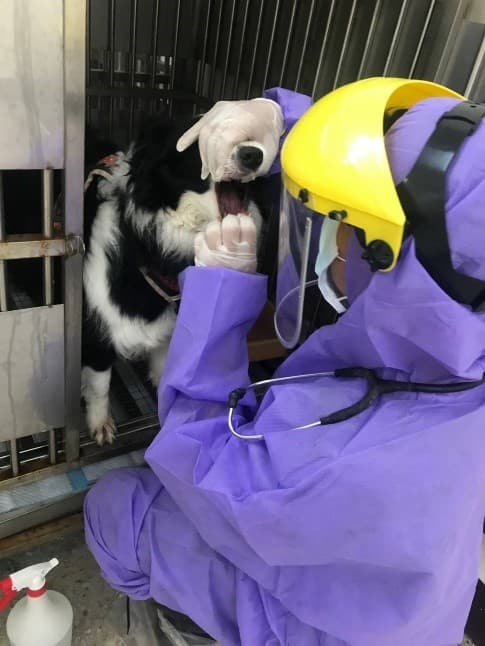 該邊境牧羊犬活動力良好,飲食、排遺皆正常,預計隔離14天無異狀後,將由其親友帶回飼養。(新北市動保處提供)