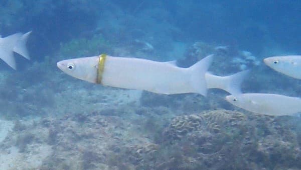 當地的潛水愛好者發現這條鯔魚竟被婚戒套住。(翻攝自Norfolk Island Time臉書)