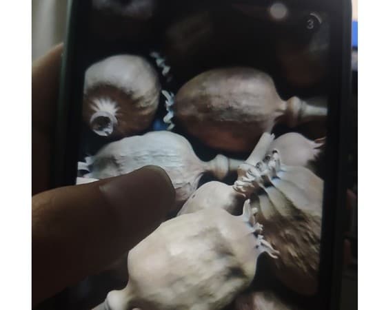 實際上長期食用罌粟殼,最嚴重會導致死亡。(翻攝自澎湃新聞)
