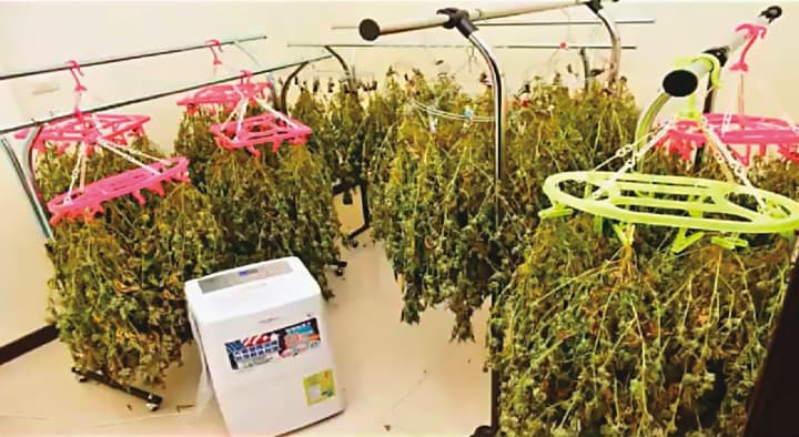 葉嫌等人在豪宅內用衣架晾乾大麻葉,並用除濕機加快乾燥速度,再銷往北部夜店牟利。
