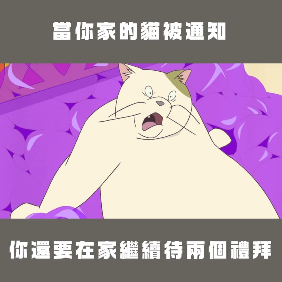 三級警戒延長兩週,家裡的貓貓比你驚恐。(翻攝自台灣青年民主協會臉書)