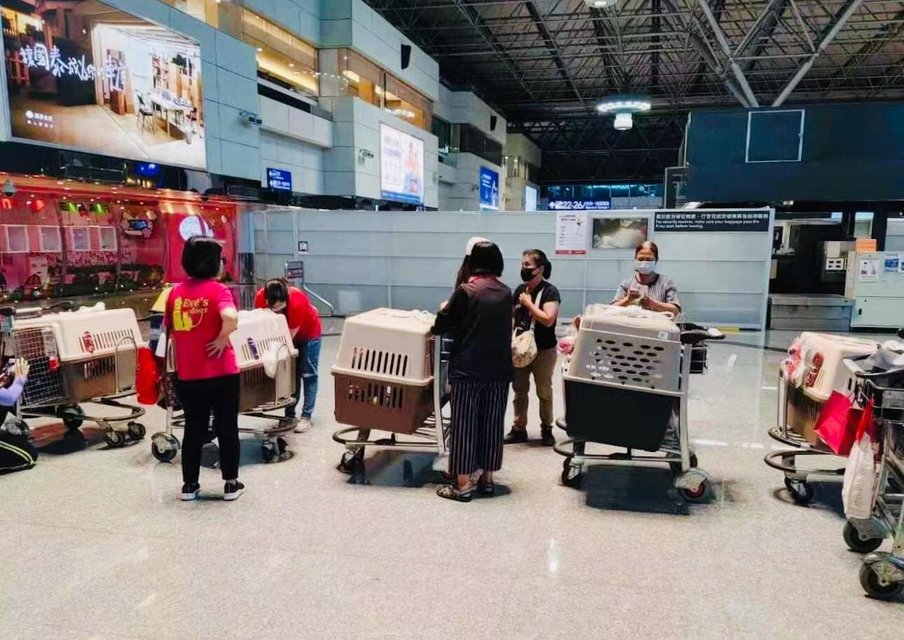 民眾舉家出國,連毛小孩都帶上。(翻攝陳文茜臉書)