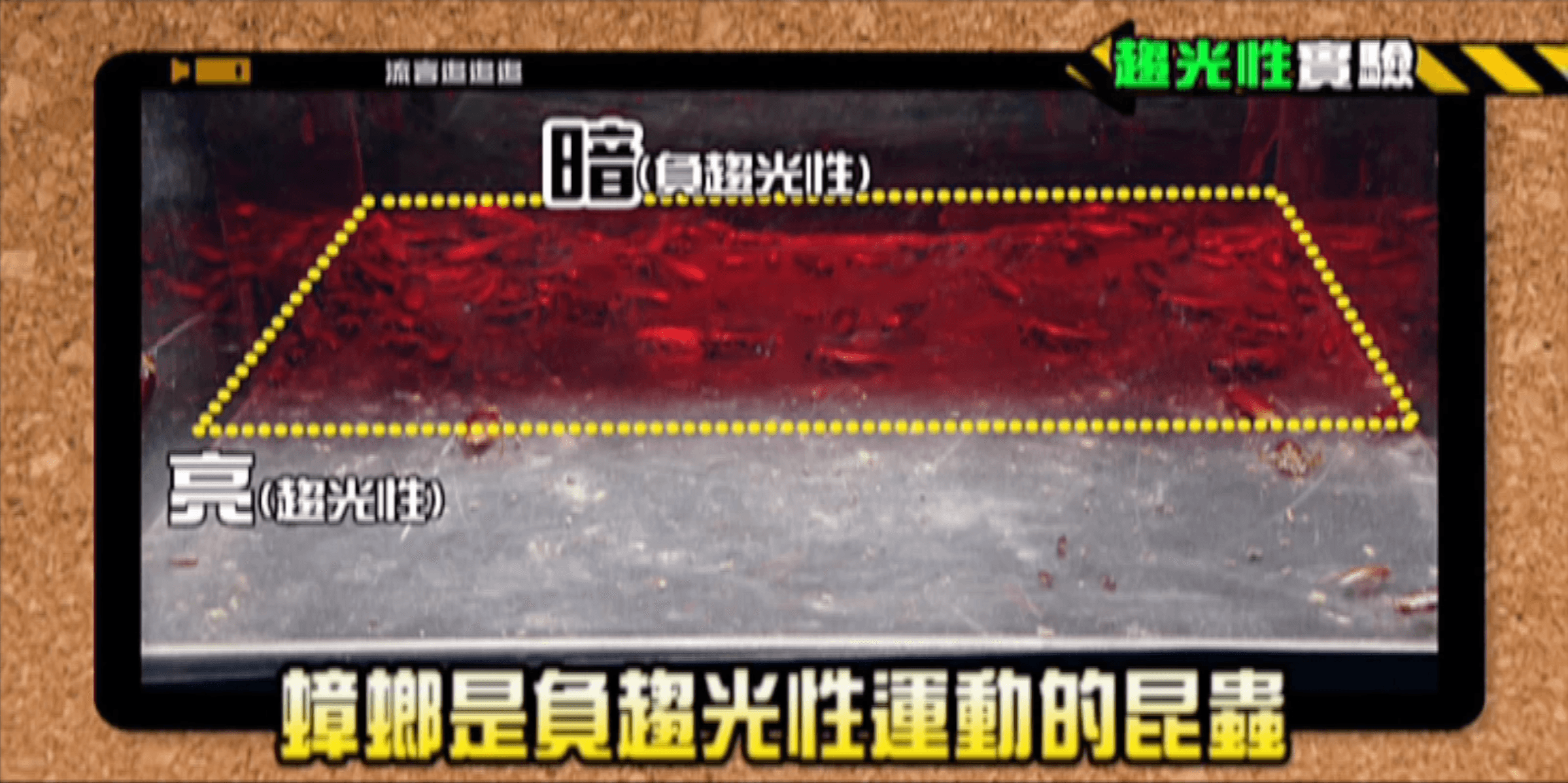 公視《流言追追追》實驗指出,蟑螂是負趨光性昆蟲,因此可能朝嘴巴、頭髮飛竄。(翻攝自「buzzgogogo」YouTube)