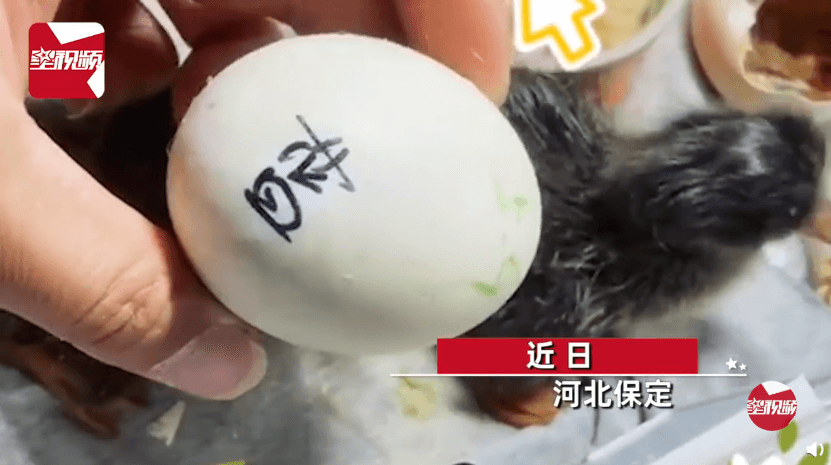 男子網購孔雀蛋,想自行孵化飼養。(翻攝自微博)